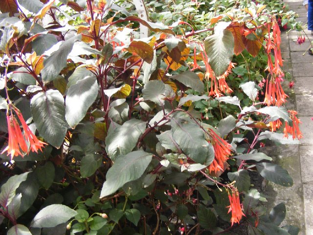 DSCF6035.jpg